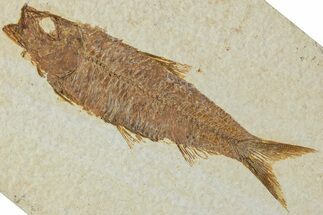 Detailed Fossil Fish (Knightia) - Wyoming #227452