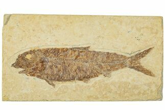 Detailed Fossil Fish (Knightia) - Wyoming #227457