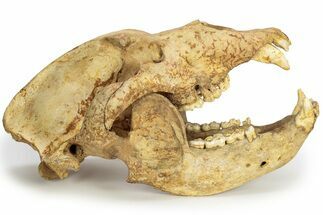 Fossil Cave Bear (Ursus Spelaeus) Skull - Romania #227515