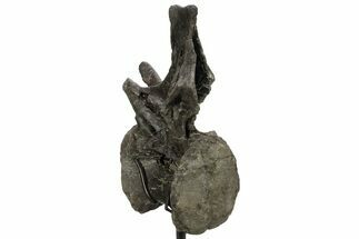 Huge Sauropod (Barosaurus) Vertebra - Bone Cabin Quarry #227518