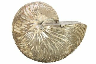 Cretaceous-Aged, Fossil Nautilus - Red Iridescence #227558