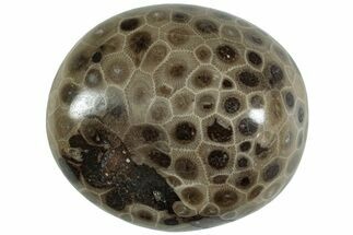 Polished Petoskey Stone (Fossil Coral) - Michigan #227521