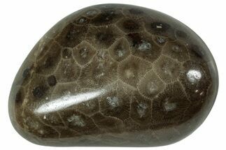 Polished Petoskey Stone (Fossil Coral) - Michigan #227527