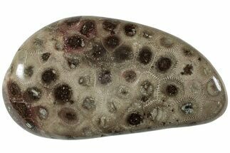Polished Petoskey Stone (Fossil Coral) - Michigan #227530