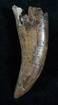 Giant Daspletosaurus (Tyrannosaur) Tooth #13869