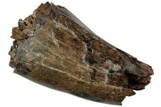 Serrated Tyrannosaur Tooth - Judith River Formation #227812