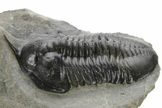 Morocconites Trilobite Fossil - Ofaten, Morocco #227779
