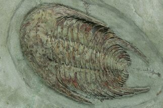 Lower Cambrian Trilobite (Neltneria) - Issafen, Morocco #227784