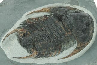 Lower Cambrian Trilobite (Neltneria) - Issafen, Morocco #227785