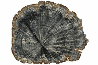 Polished Petrified Mimosa Wood Round - Texas #228107