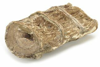 Fossil Xiphactinus (Cretaceous Fish) Vertebrae String - Kansas #228303