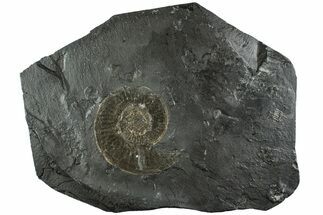 Dactylioceras Ammonite - Posidonia Shale, Germany #228038
