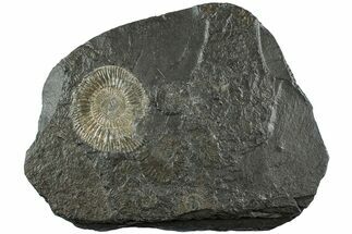 Dactylioceras Ammonite - Posidonia Shale, Germany #228045