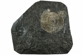 Dactylioceras Ammonite - Posidonia Shale, Germany #228046