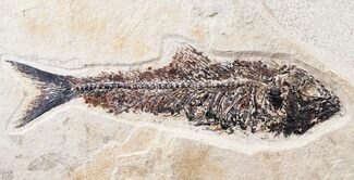 Diplomystus Fossil Fish - Layer #13841