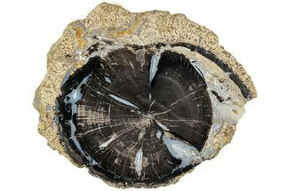 Petrified Wood (Schinoxylon) Round - Blue Forest, Wyoming #228013