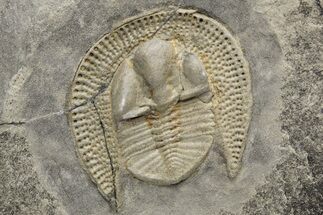 Trinucleid (Declivolithus) Trilobite With Pos/Neg #227871