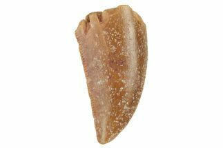 Serrated, Raptor Tooth - Real Dinosaur Tooth #228808