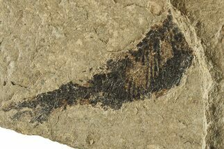 Bargain, Carboniferous Fish (Gyrolepidotus) - Siberia #228887