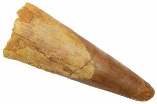 Fossil Pterosaur (Siroccopteryx) Tooth - Morocco #228861
