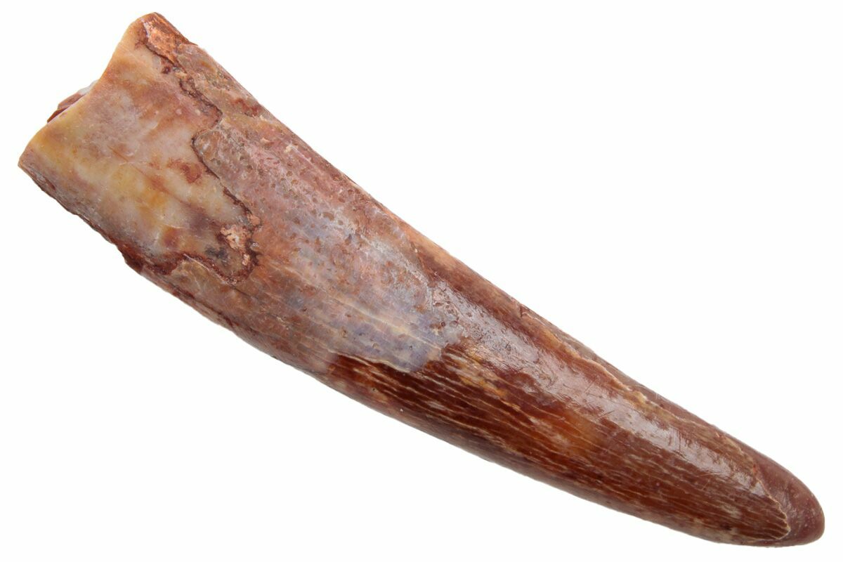 1" Fossil Pterosaur (Siroccopteryx) Tooth Morocco (228818) For Sale