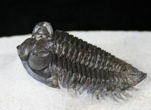 Well Preserved Coltraneia Trilobite - Awesome Eyes! #13885
