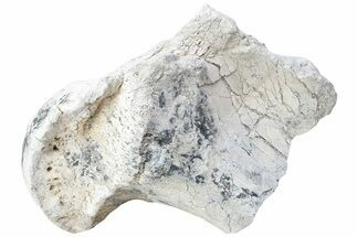 Fossil Titanothere (Megacerops) Limb Bone End - South Dakota #229051