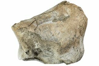 Fossil Titanothere (Megacerops) Limb Bone End - South Dakota #229053