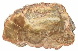 Colorful, Petrified Wood (Araucaria) Slab - Madagascar #229427