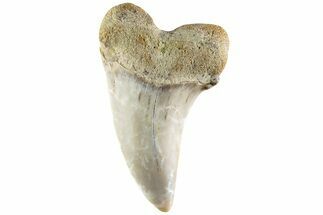 Fossil Shark Tooth (Carcharodon planus) - Bakersfield, CA #228902