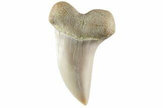 Fossil Shark Tooth (Carcharodon planus) - Bakersfield, CA #228920