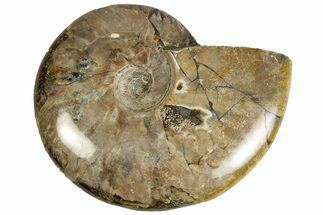 Polished Ammonite (Cleoniceras) Fossil - Madagascar #230084