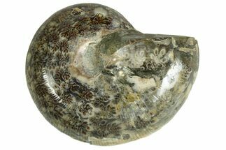 Polished Agatized Ammonite (Phylloceras?) Fossil - Madagascar #230118