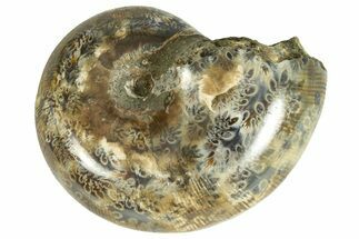 Polished Agatized Ammonite (Phylloceras?) Fossil - Madagascar #230124