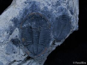 Asaphiscus, Elrathia Molt and Partial Bolaspidella #2344