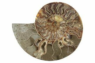 Bargain, Cut & Polished Ammonite Fossil (Half) - Madagascar #229947