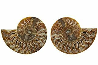 Cut & Polished, Agatized Ammonite Fossil - Madagascar #229857
