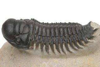 Crotalocephalina Trilobite Fossil - Atchana, Morocco #229675