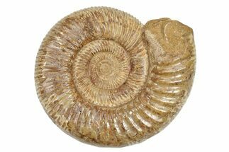 Jurassic Ammonite (Perisphinctes) - Madagascar #229520
