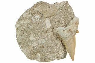 Otodus Shark Tooth Fossil in Rock - Eocene #230927