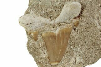 Otodus Shark Tooth Fossil in Rock - Morocco #230934