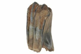 Pleistocene Fossil Steppe Bison Tooth - Siberia #231025