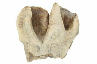 Partial, Fossil Woolly Rhino (Coelodonta) Tooth - Siberia #231038