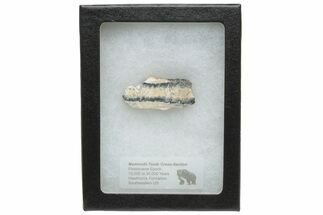 Mammoth Molar Slice with Case - South Carolina #230954