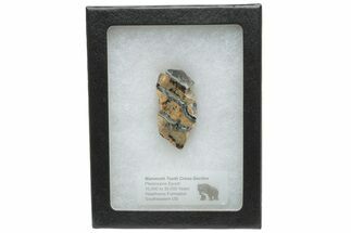 Mammoth Molar Slice with Case - South Carolina #230956