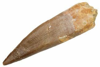 Fossil Plesiosaur (Zarafasaura) Tooth - Morocco #231091