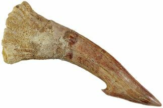 Fossil Sawfish (Onchopristis) Rostral Barb - Morocco #230997