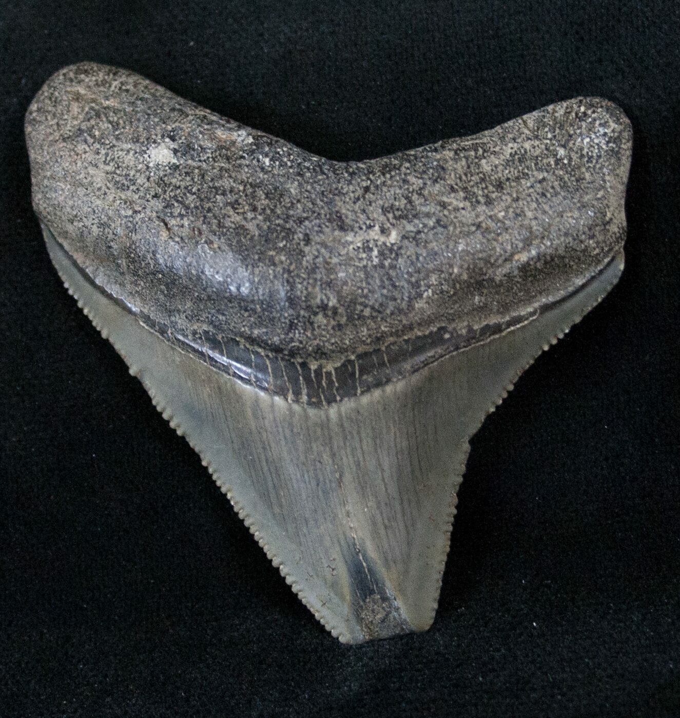 2.27" Posterior Megalodon Tooth - Serrated For Sale ...