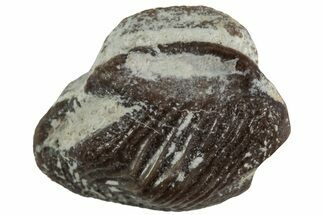 Fossil Crusher Shark (Ptychodus) Tooth - Kansas #218676