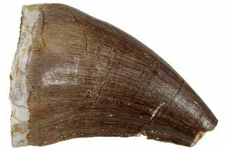 Fossil Mosasaur (Prognathodon) Tooth - Morocco #226674